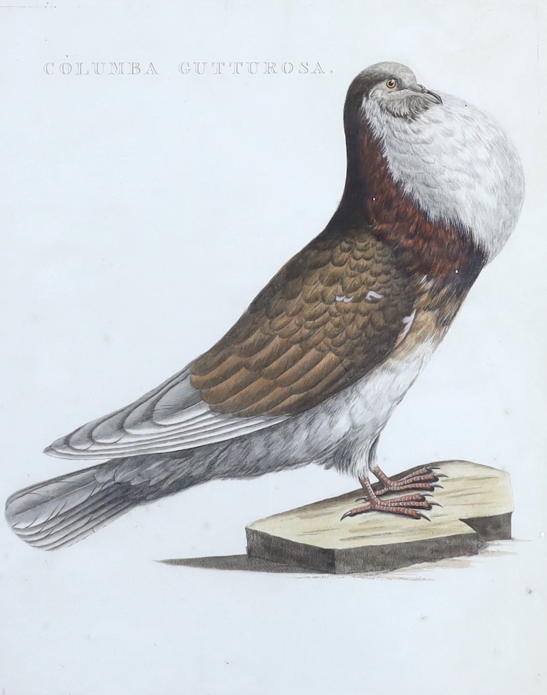 After Cornelis Nozeman (Dutch, 1721-1786), coloured engraving, Pigeon (Colmba Gutturosa), inscribed to the mount, 40 x 32cm